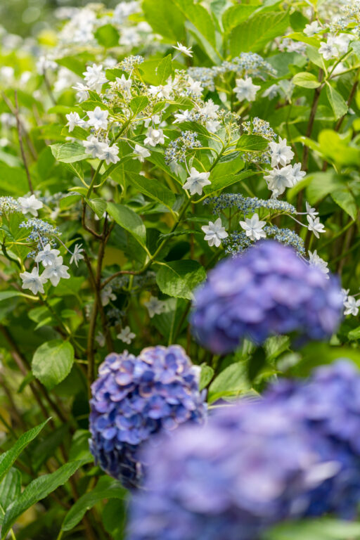 紫陽花