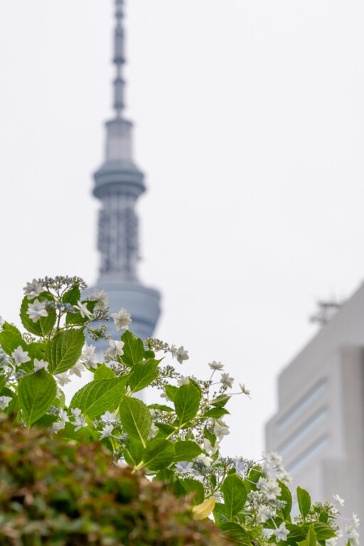 紫陽花