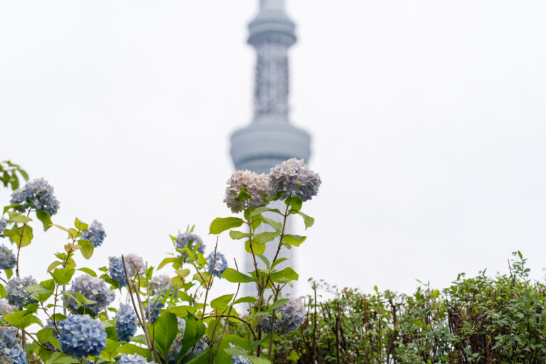 紫陽花
